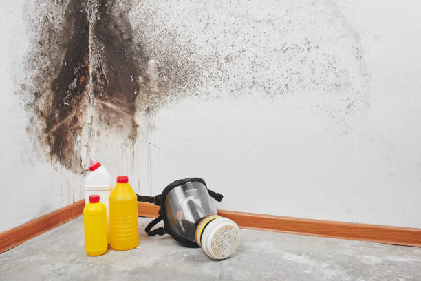 Mold Documentation for Insurance Claims