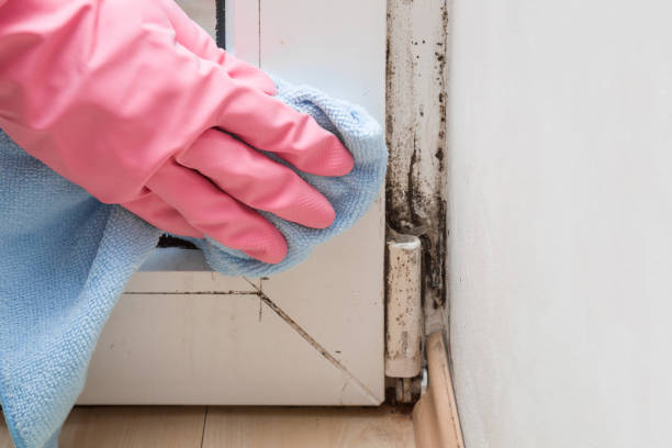 Best Mold Removal for HVAC Installations  in Tifton, GA